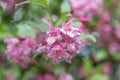 Old-fashioned Weigela florida, rosey-pink tubular inflorescence